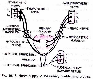 Nerve supply to the urinary bladder and urethra