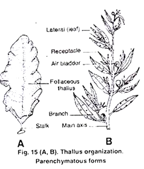 Thallus Organisation: Parenchymatous Forms