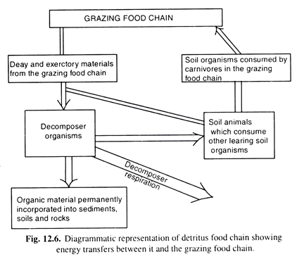 Detritus food chain 