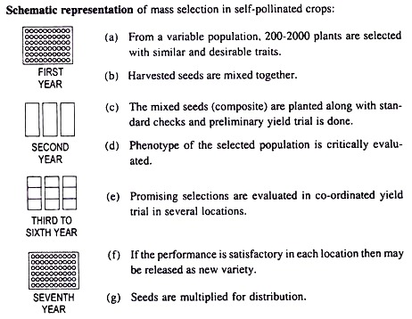 Mass Selection in Self-Pollinated Crops