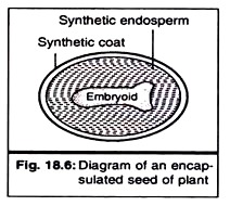 Encapsulated Seed of Plant