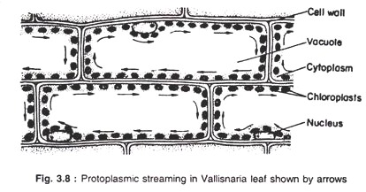 Protoplasmic streaming in Vallisnaria leaf shown by arrows