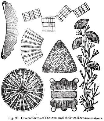 Diverse Forms of Diatoms and their Wall Ornamentations