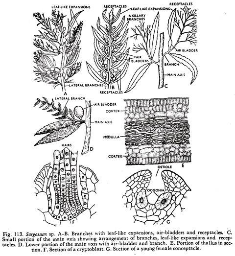 Sargassum sp