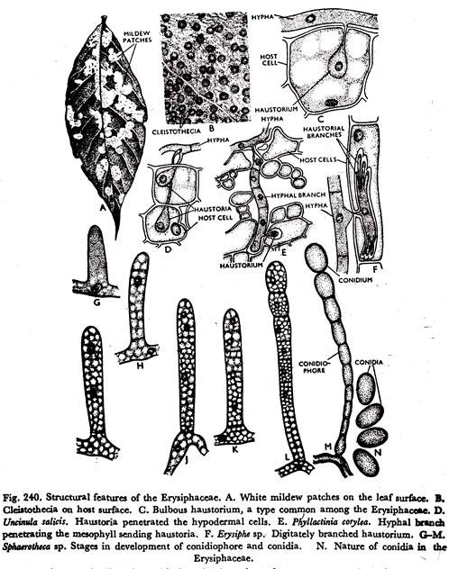 Structural Features of the Erysiphaceae