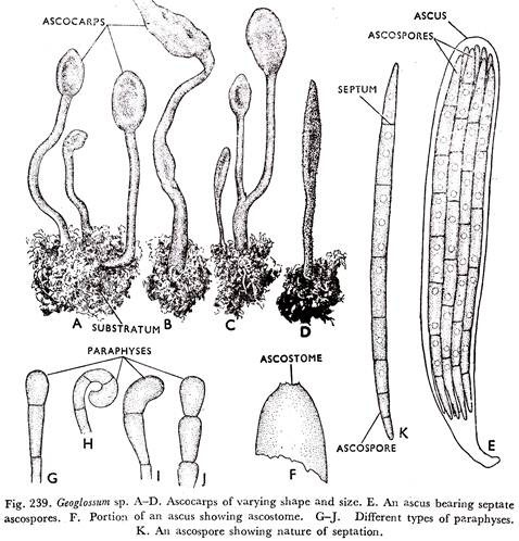 Geoglossum sp