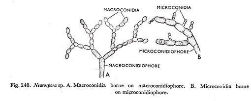 Neurospora sp