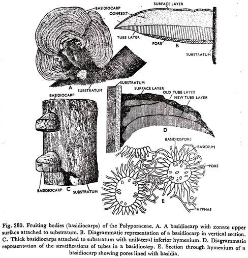 Fruiting Bodies of the Polyporaceae