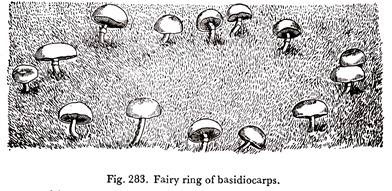 Fairy Ring of Basidiocarps