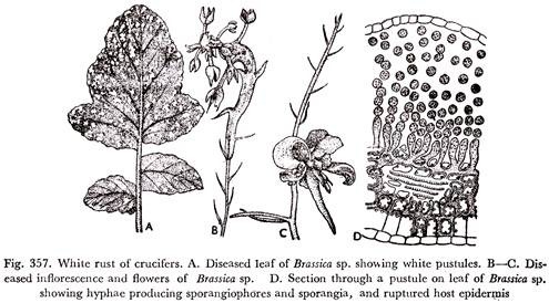 Whit Rust of Crucifers