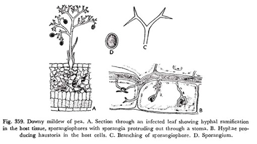 Downy Mildew of Pea