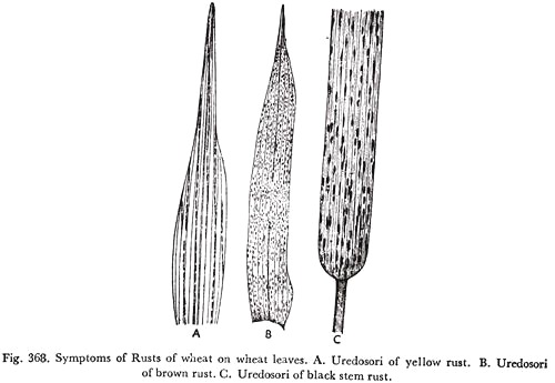 Symptoms of Rusts of Wheat Leaves