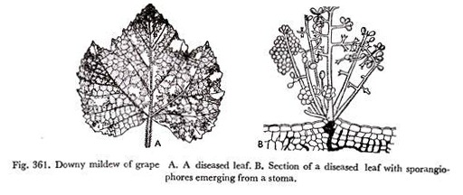 Downy Mildew of Grape