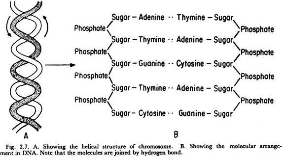 Helical Structure of Chromosome