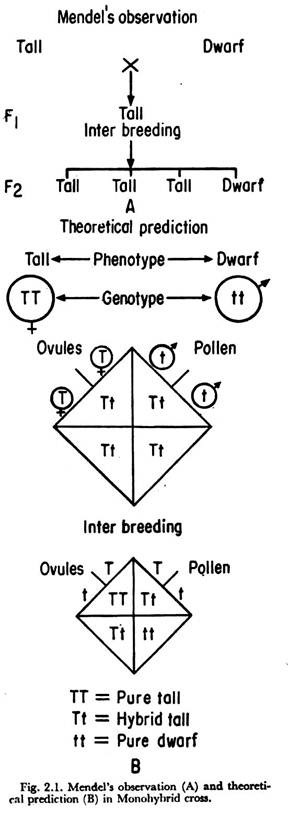 Mendel's Observation