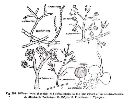 Different types of conidia and conidiophores in the form-genera of the deuteromycetes