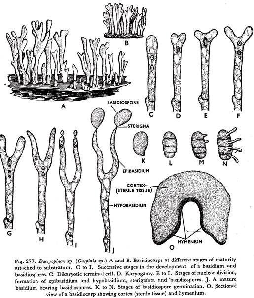 Basidiocarps at different stages of maturity attached to substratum