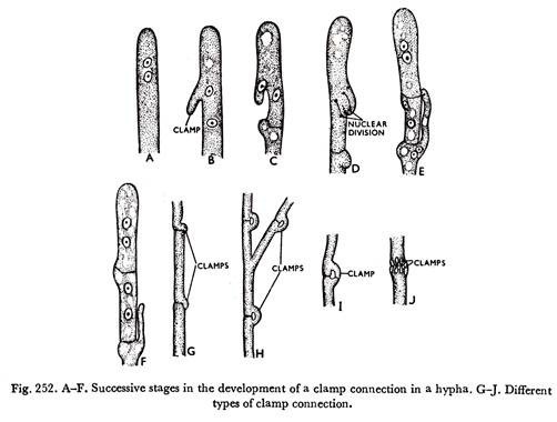 Succesive stages in the development of a clamp connection in a hypha