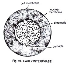 Early Interphase