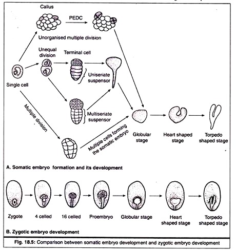 Somatic Embryo Development and Zygotic Embryo Development