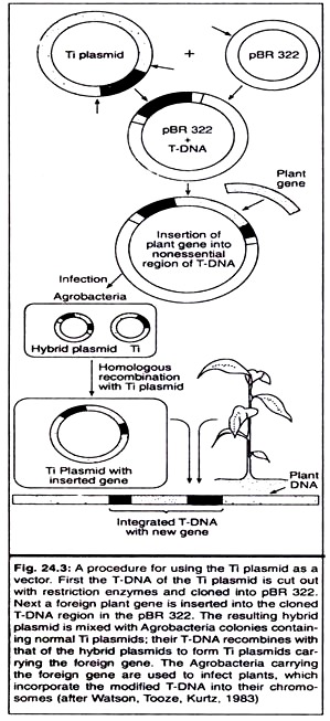 Procedure for Using the Ti Plasmid