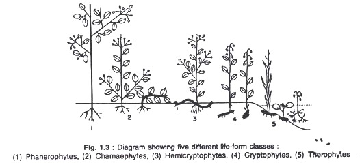 Five different life-form classes