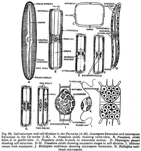 Cell Structure and Cell Division in the Pennales