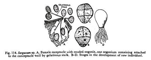 Sargassum sp