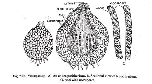 Neurospora sp