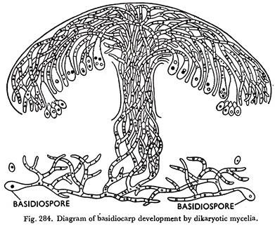 Basidiocarp Development