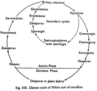 Disease Cycle of WHite Rust of Crucifers