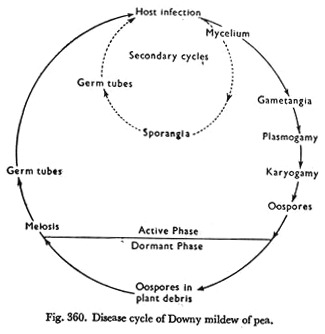 Disease Cycle of Downy Mildew of Pea