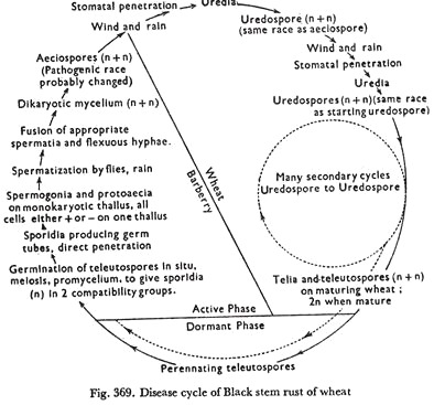 Disease Cycle of Black Stem Rust of Wheat