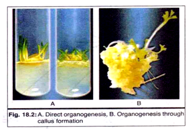 Direct Organogenesis and Organogenesis through Callus Formation