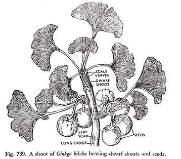 Shoot of Ginkgo Biloba 