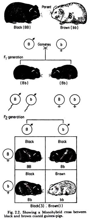 Monohybrid Cross