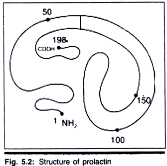 Shape of Pores of the Pore Tubes