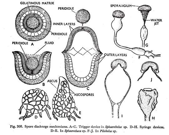 Spore Discharge Mechanisms