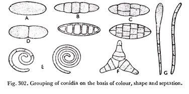 Grouping of conidia on the basis of colour, shape and septation.