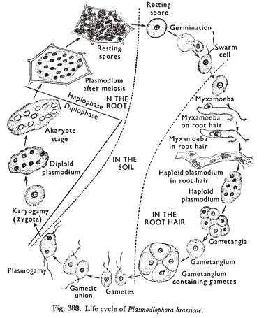 Life cycle of Plasmodiophora brassicae