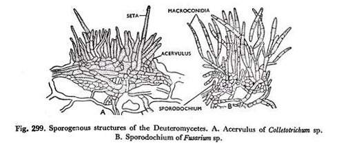 Sporogenous structures of the Deuteromycetes