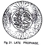 Late Prophase