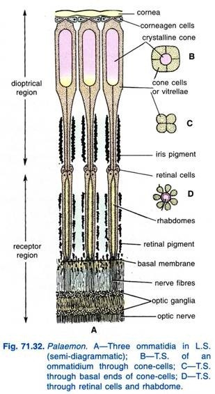 Diseases cycle of Black stem rust of wheat