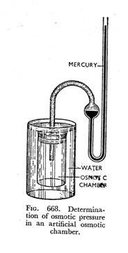 Various types of sterile structures of the hymenial layer