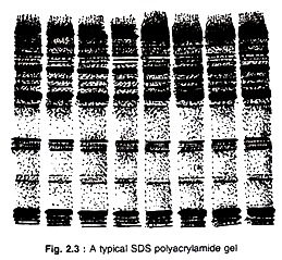 A Typical SDS polyacrylamide gel