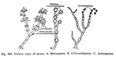 Various types of spores