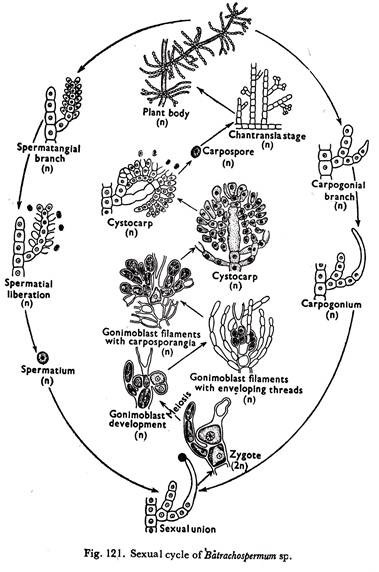 Sexual Cycle of Batrachospermum sp