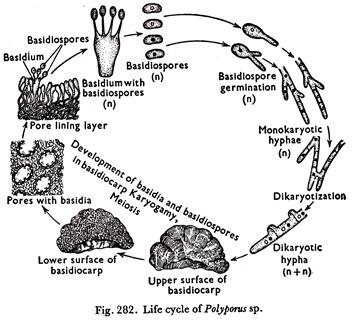 Life Cycle of Polyporus sp