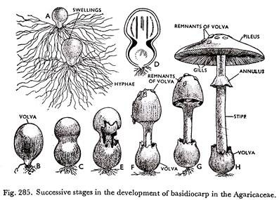 Successive Stages