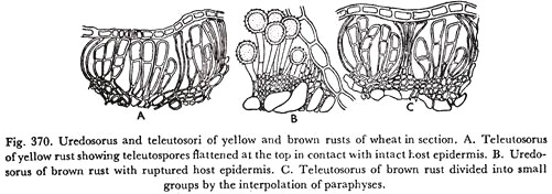 Uredosorus and Teleutosori